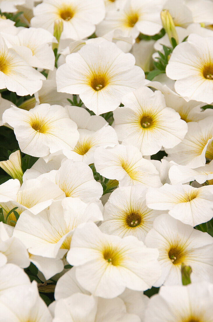 Petunia Petchoa BeautiCal Pearl White