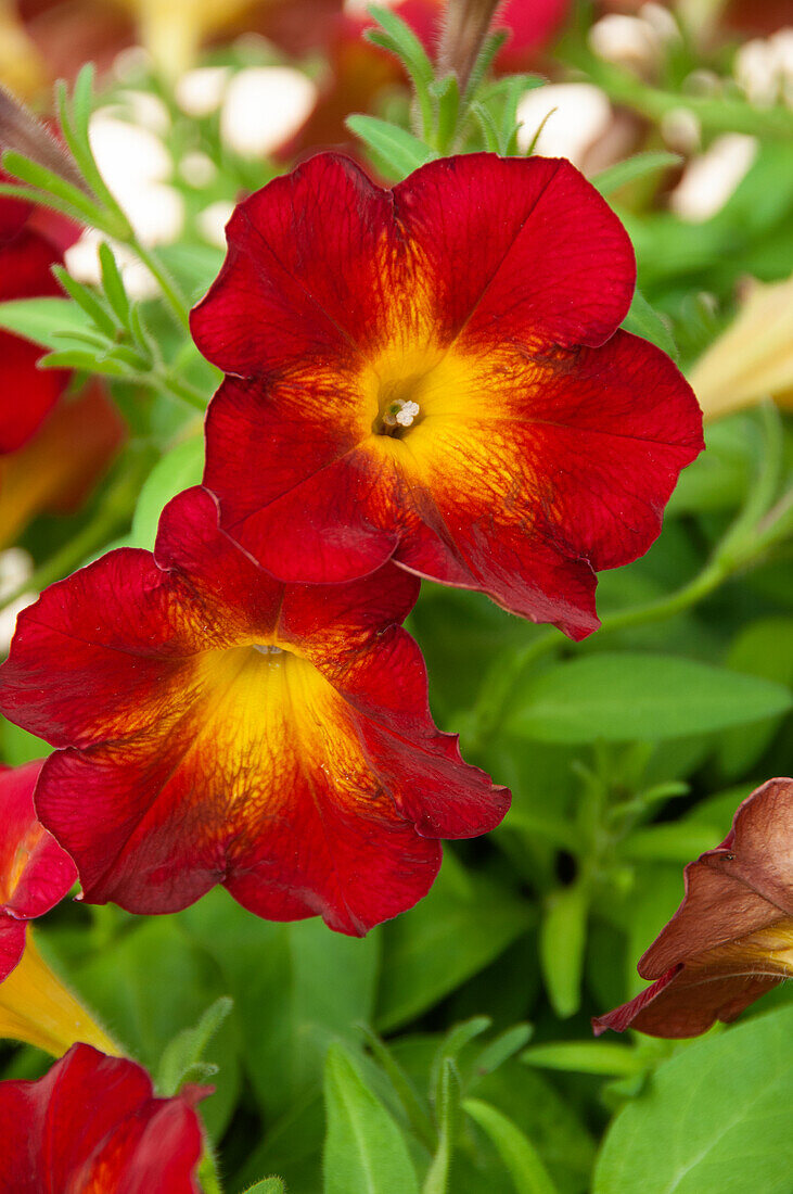 Petunia Fun House Ruby Glow