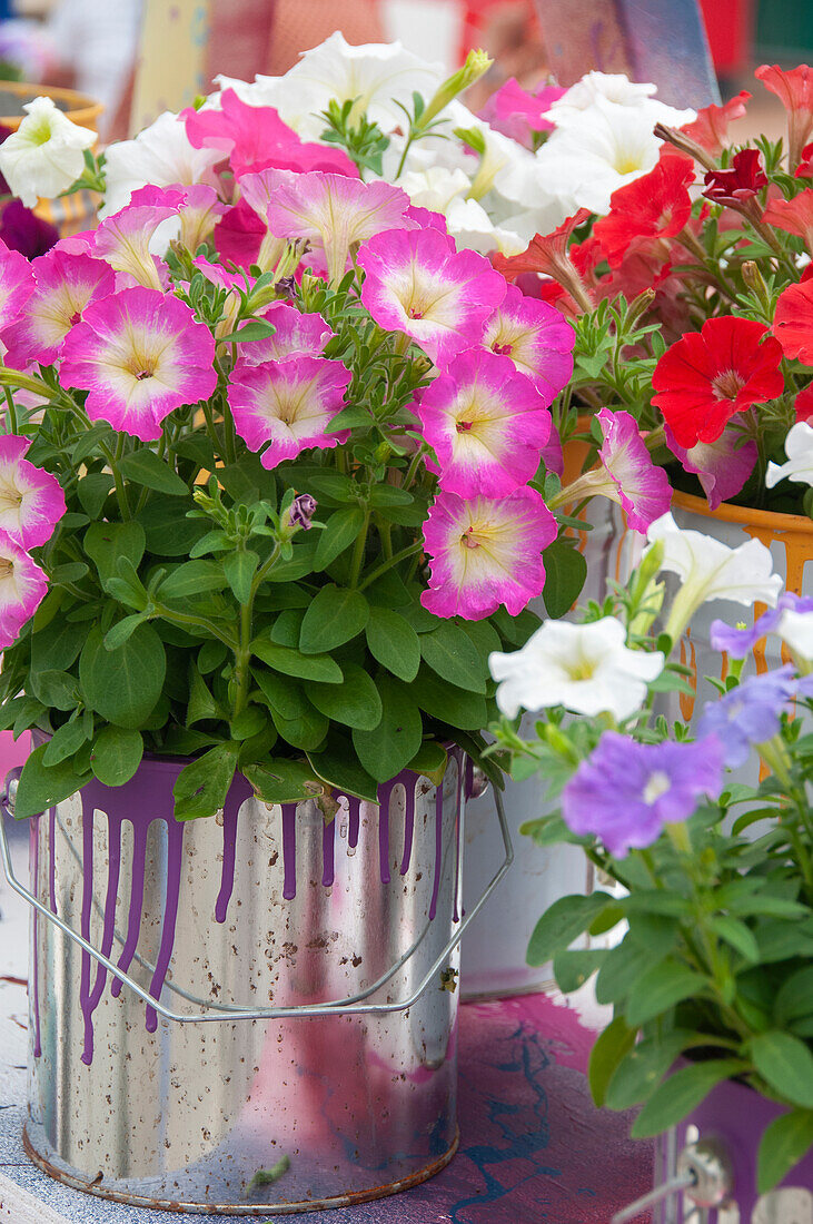 Petunia Multicolours Pink Delight