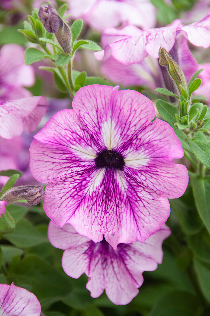 Petunia Fun House Vintage Lilac