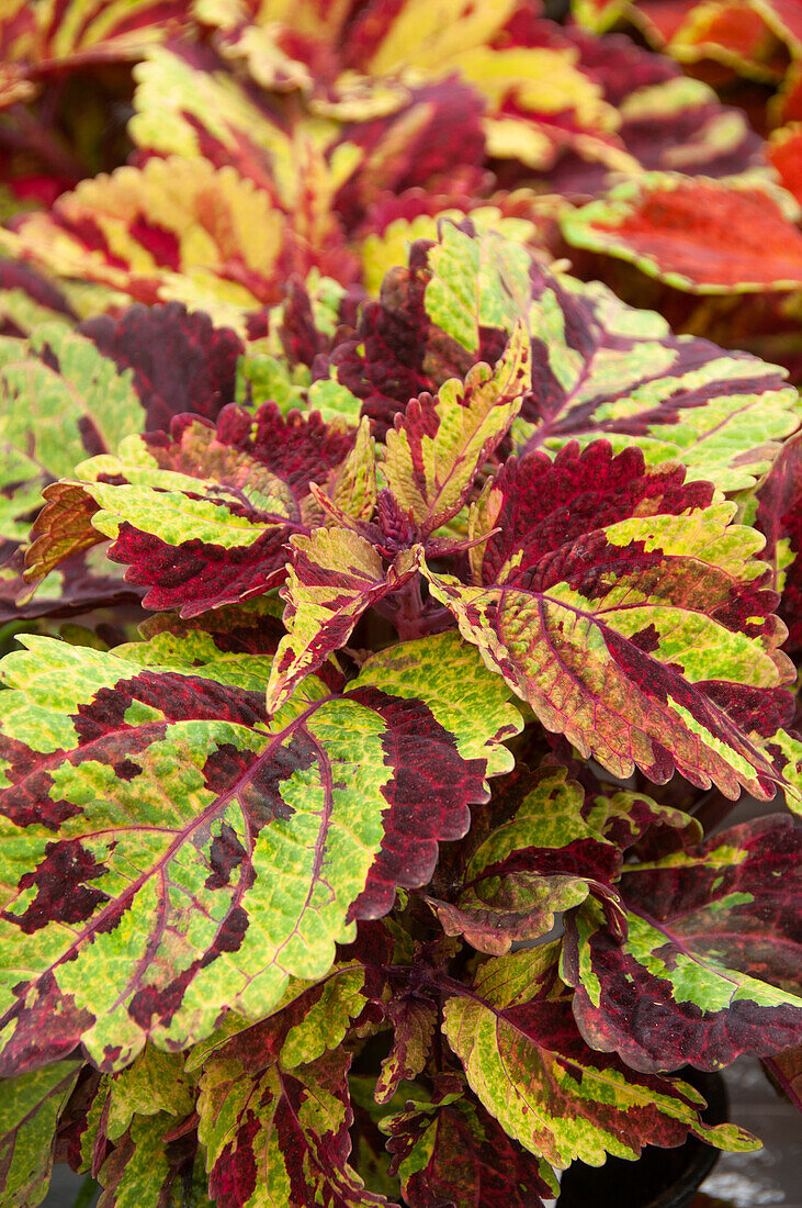 Buntnessel (Solenostemon) 'Fairway-Mosaik'