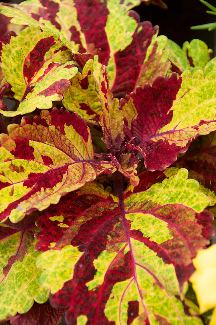 Buntnessel (Solenostemon) 'Fairway-Mosaik'