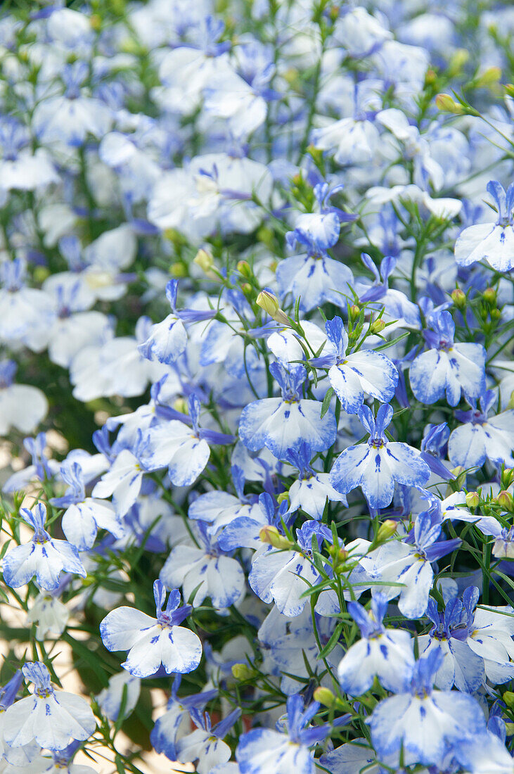 Männertreu (Lobelia erinus) 'LTD Techno® Blue Ears'