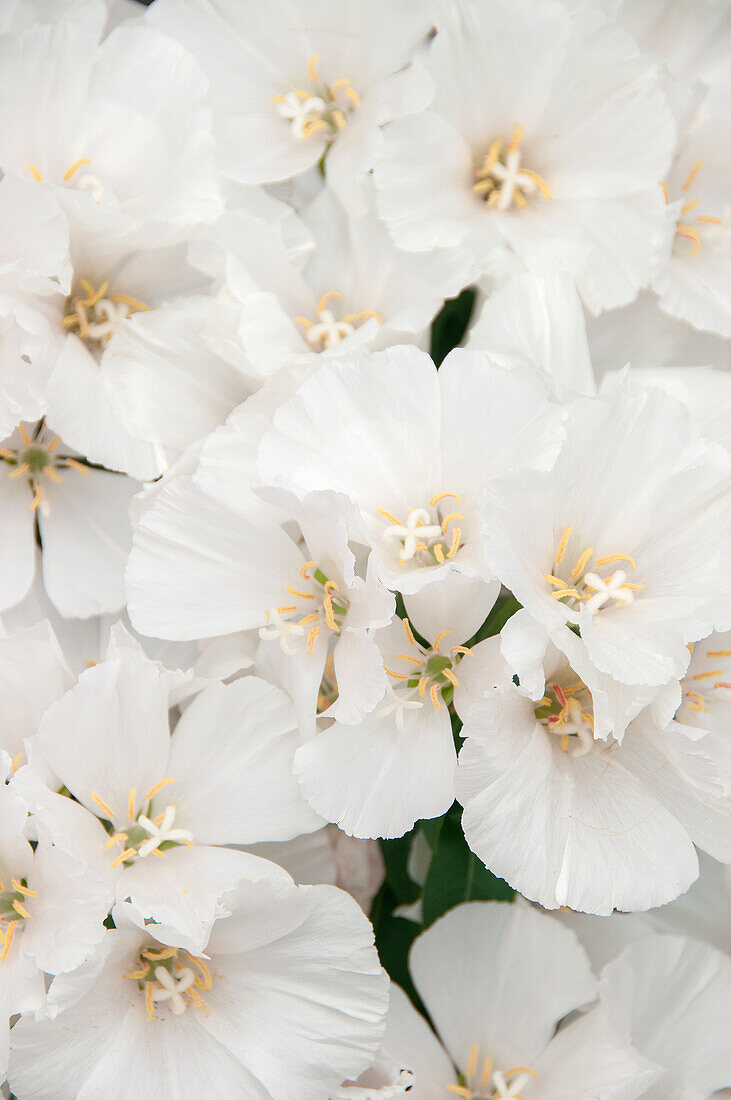 Clarkia Satin White