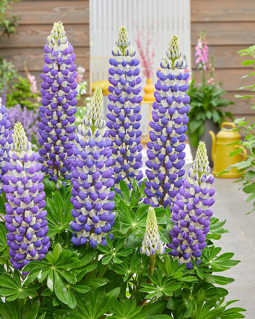 Lupinus King Canute