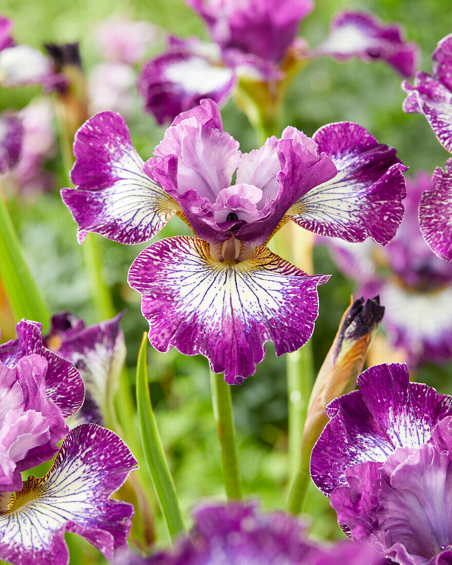 Sibirische Schwertlilie (Iris sibirica) 'Something Shocking'
