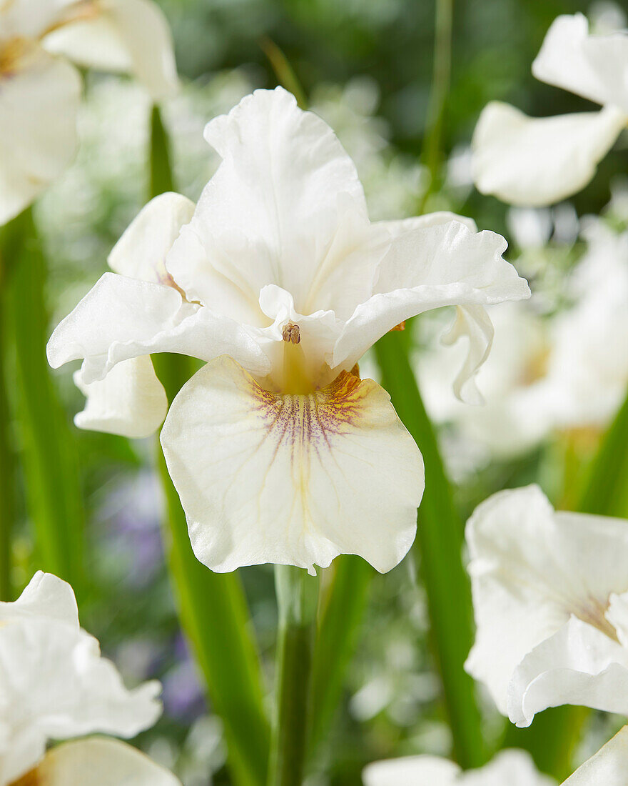 Iris sibirica Not Quite White