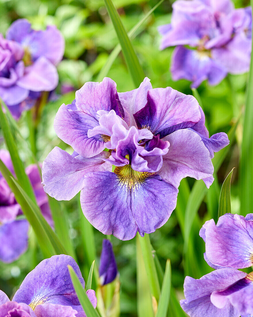 Iris sibirica Having Fun