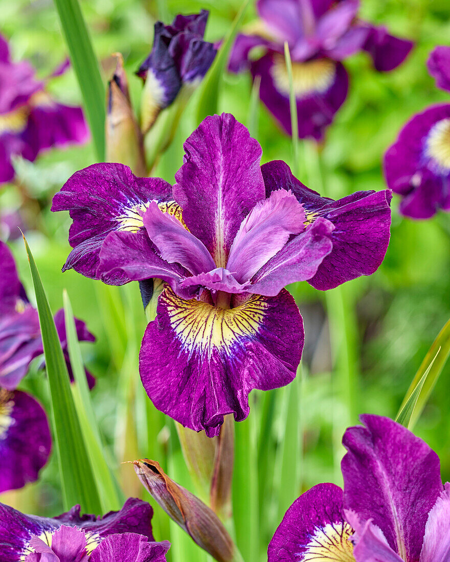 Iris sibirica Sultans Ruby
