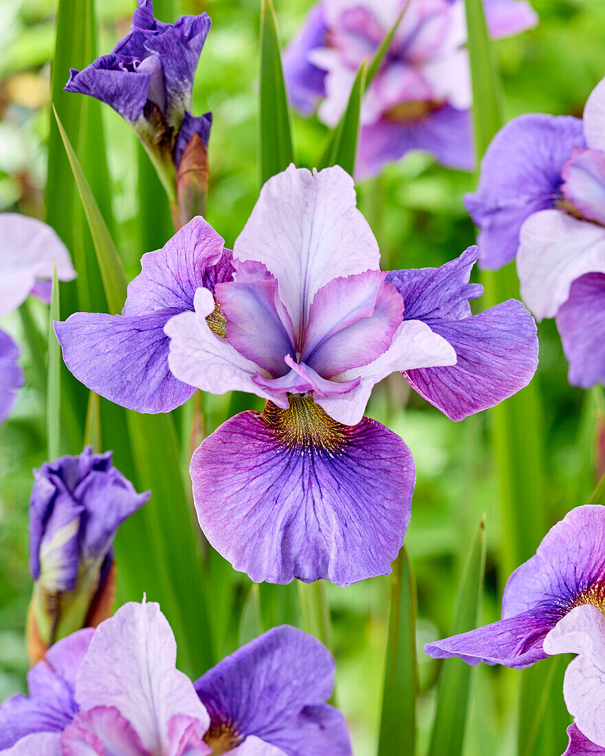 Iris sibirica Light of Heart
