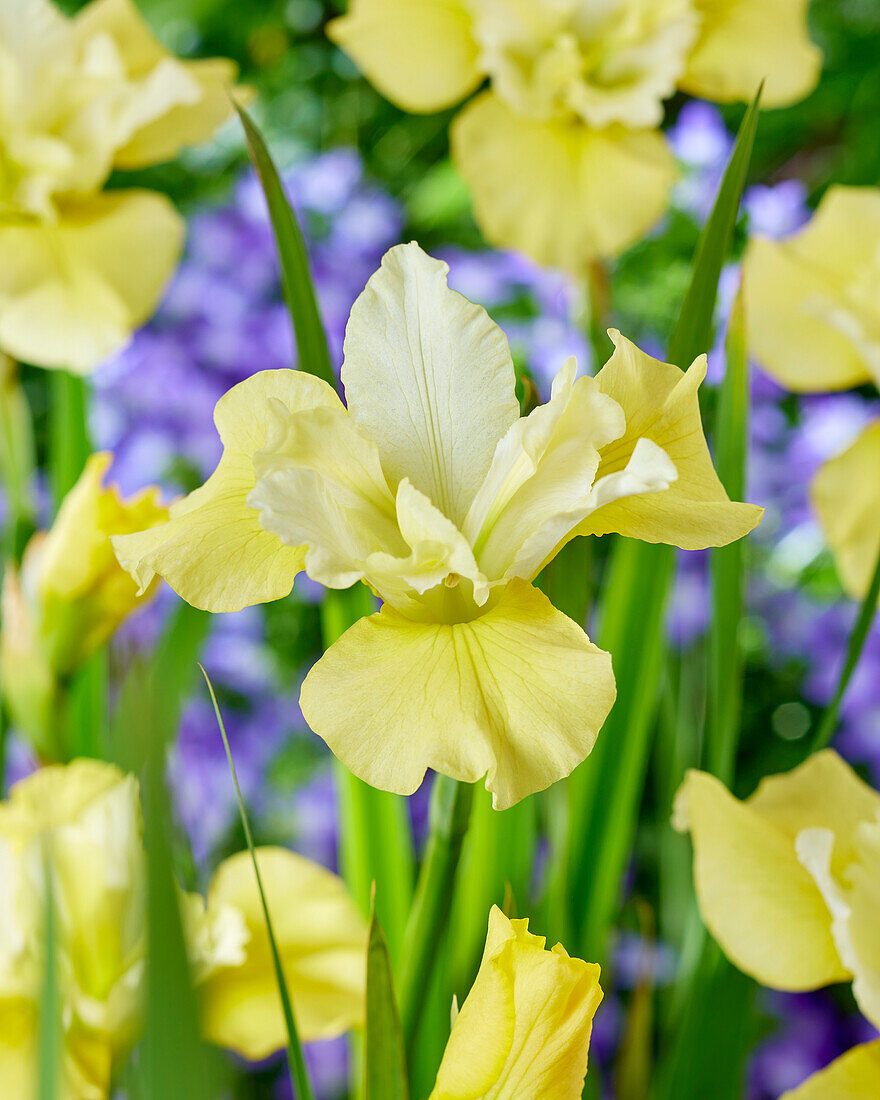 Sibirische Schwertlilie (Iris sibirica) 'Summer Revels'