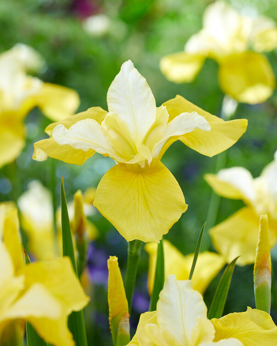 Sibirische Schwertlilie (Iris sibirica) 'Tree of Songs'