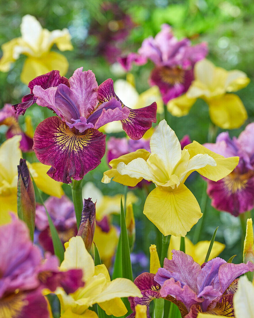 Iris sibirica Tree of Songs, Miss Apple