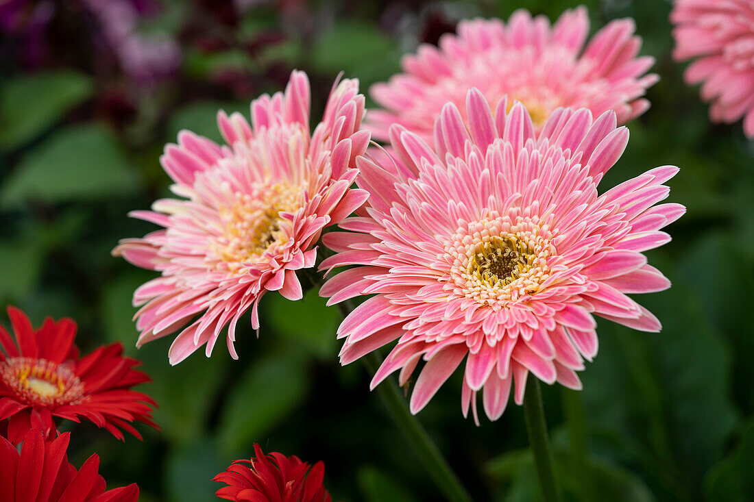 Gerbera, rosa