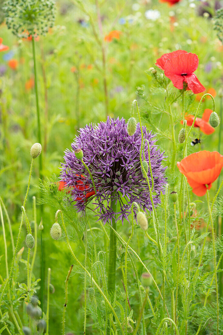 Allium Globemaster