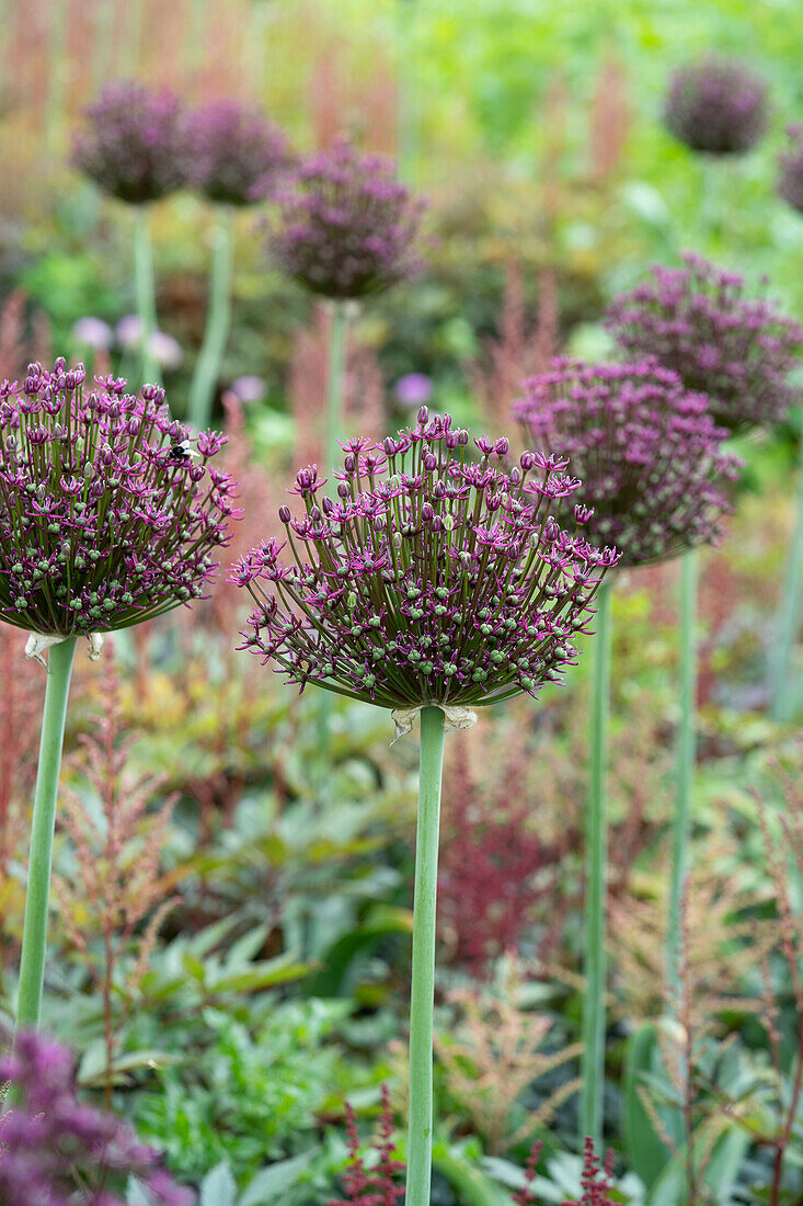 Allium atropurpureum