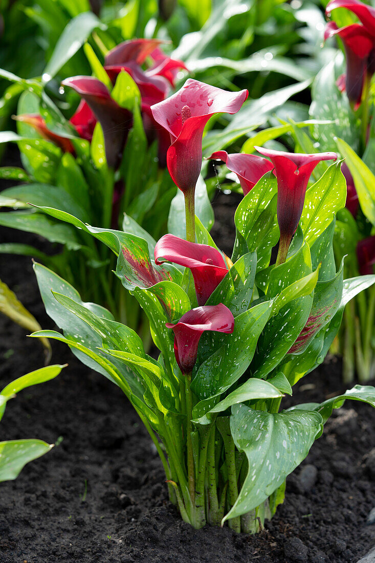 Zantedeschia