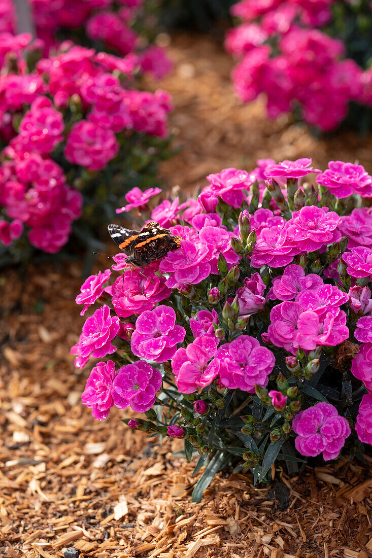 Dianthus Peman Peman