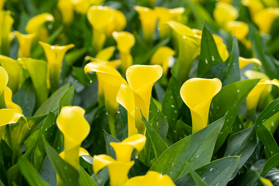 Zantedeschia