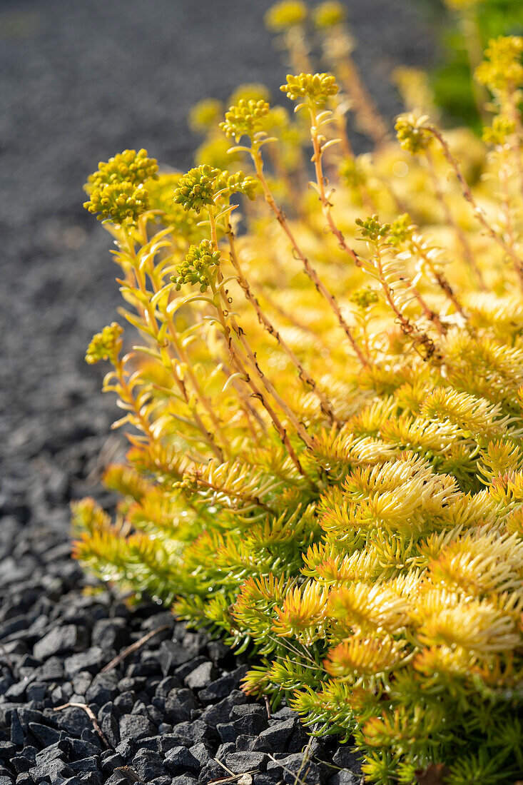 Sedum reflexum Angelina