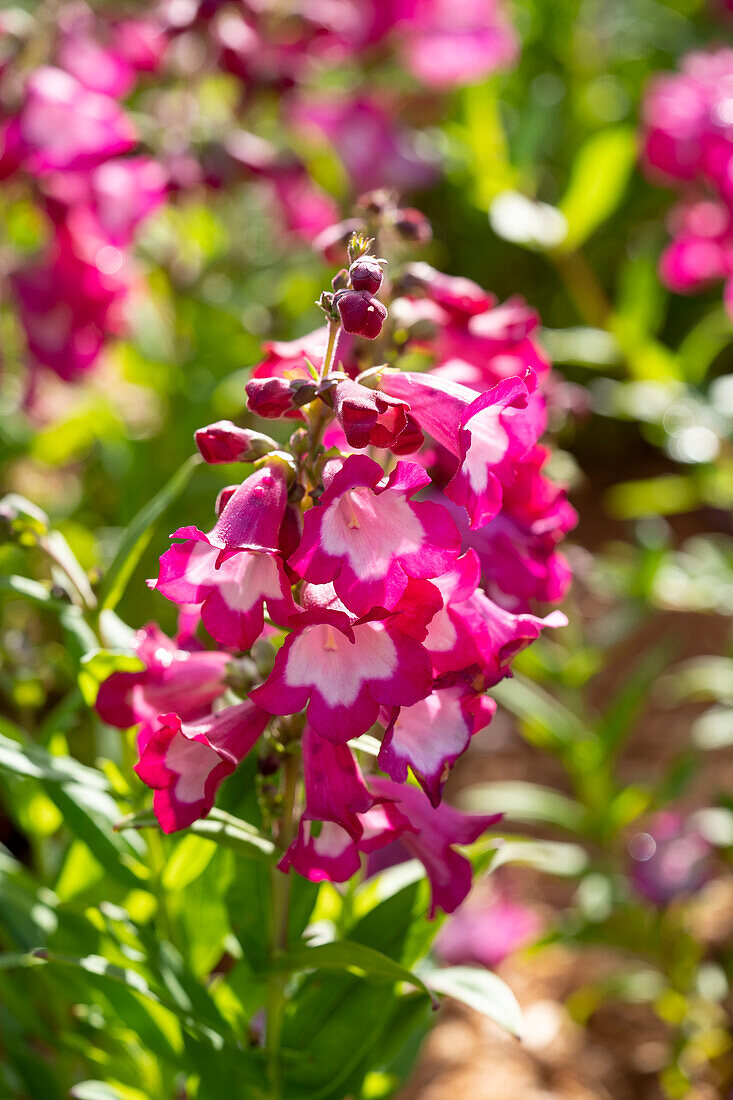 Penstemon PepTalk Cerise