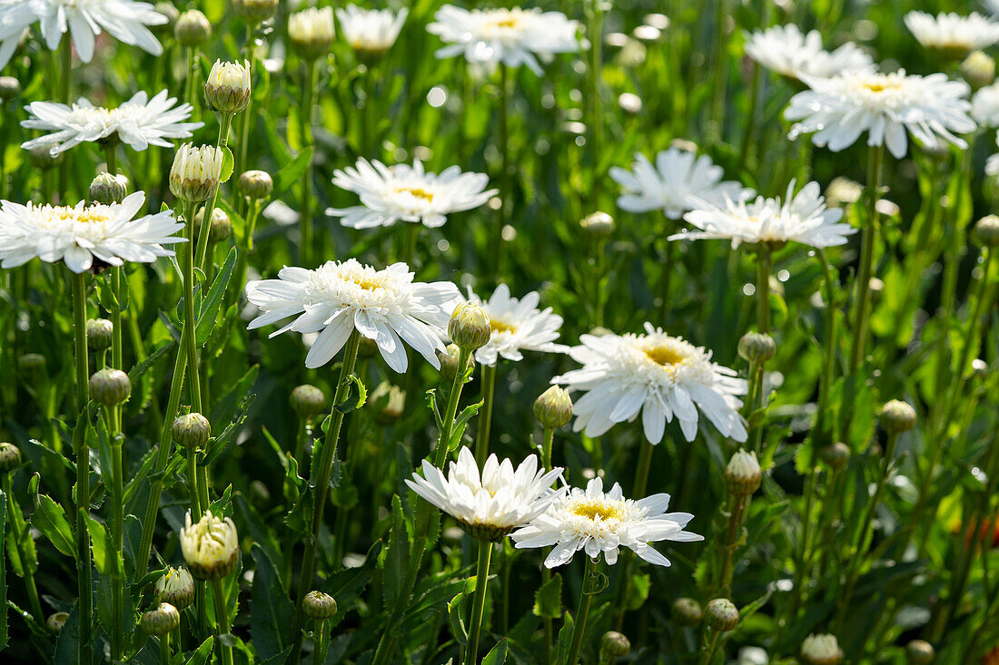 Garten-Margerite (Leucanthemum maximum) 'Sweet Daisy Birdy'