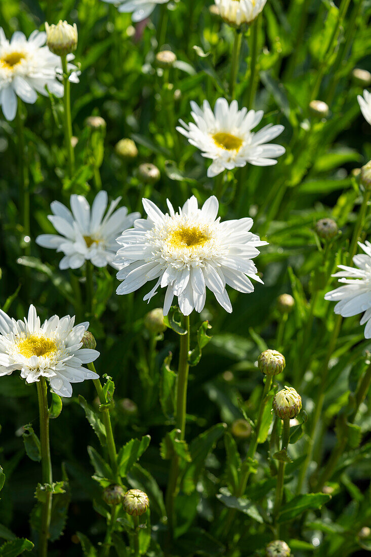 Leucanthemum maximum Sweet Daisy Birdy