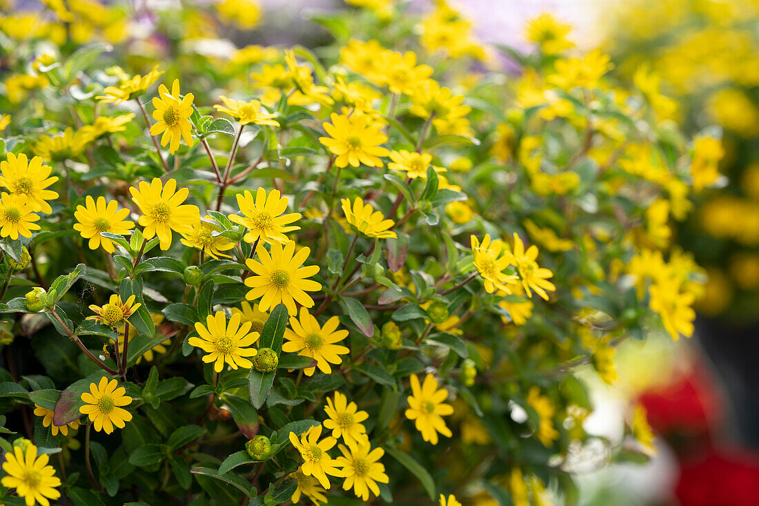 Sanvitalia Sunvy Trailing Yellow