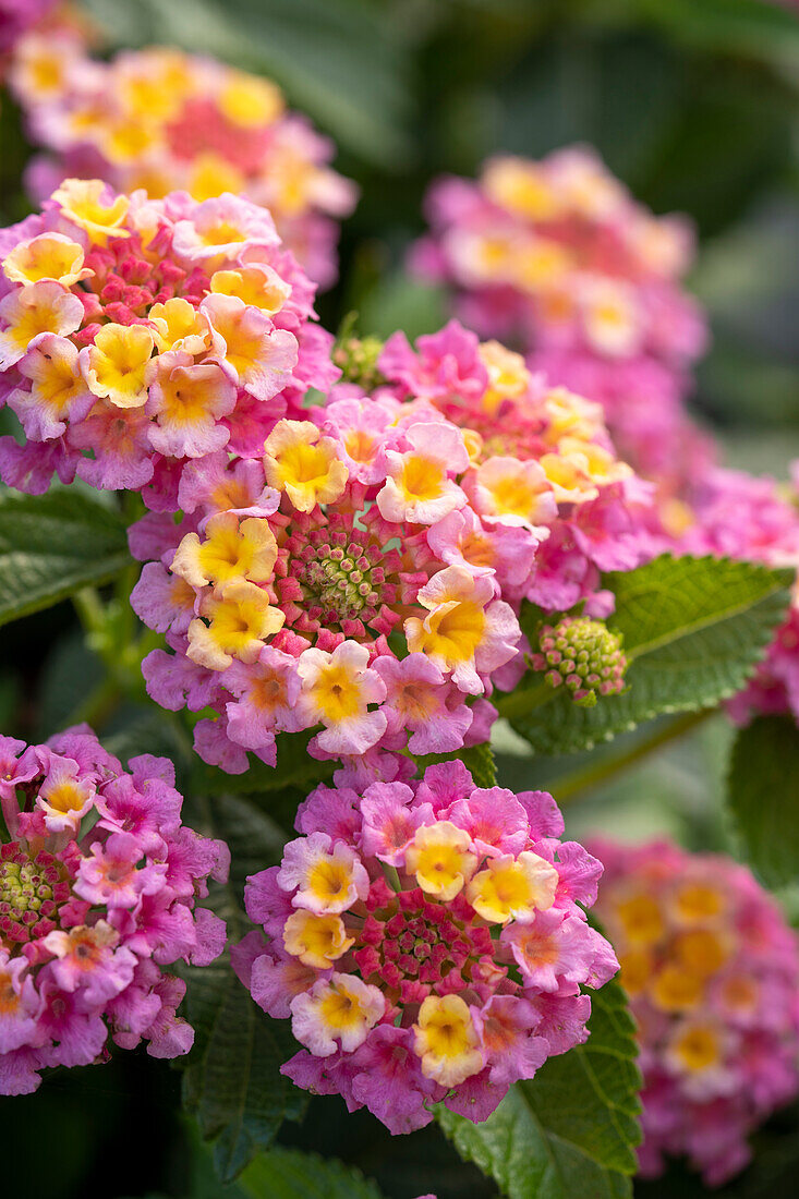 Lantana Havana Rose