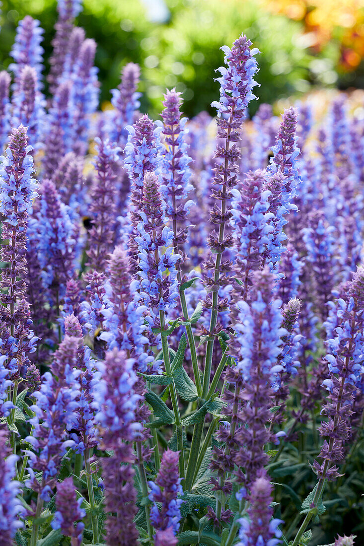 Salvia nemorosa Salute Ice Blue