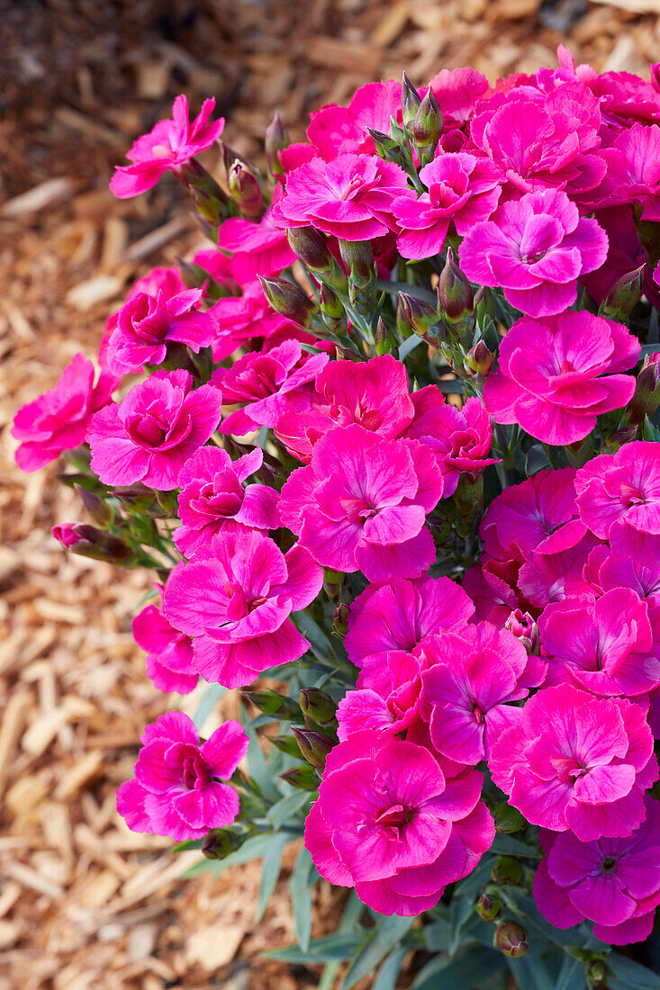 Dianthus Peman Violet