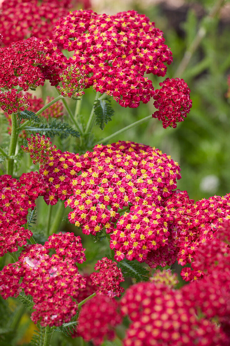 Achillea millefolium Skysail Fire