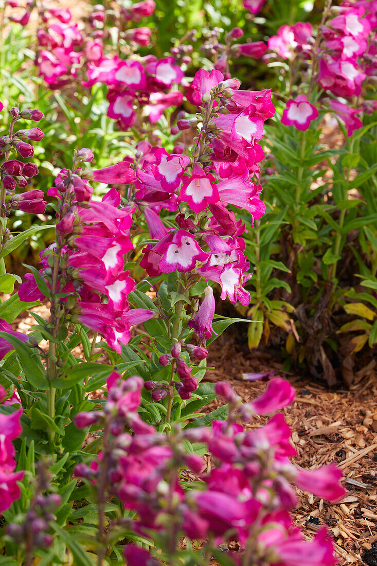 Penstemon PepTalk Cerise