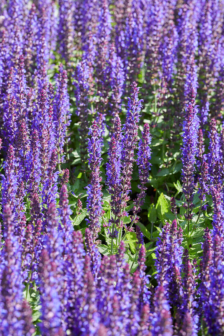 Salvia nemorosa Salute Blue