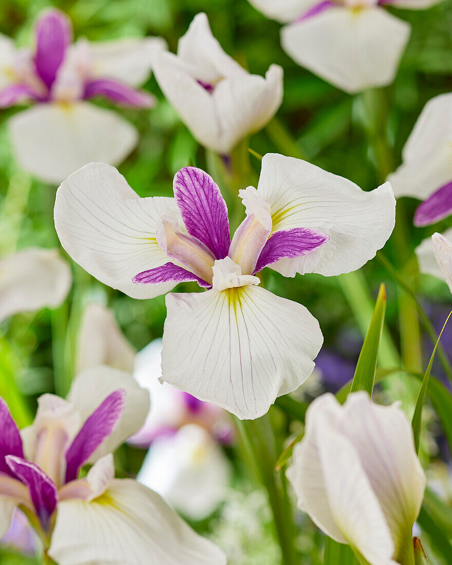 Japanische Sumpf-Schwertlilie (Iris ensata) 'Jitsugetsu'