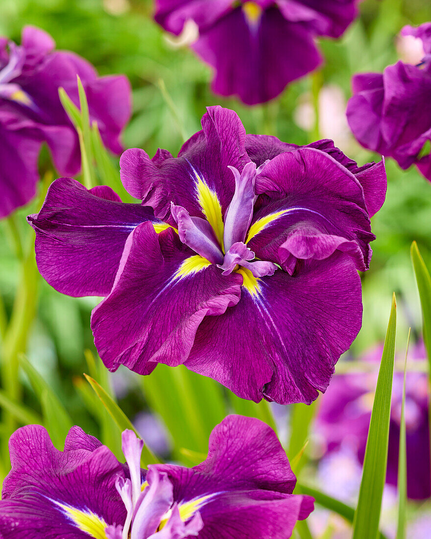 Japanische Sumpf-Schwertlilie (Iris ensata) 'Dinner Plate Blueberry Pie'