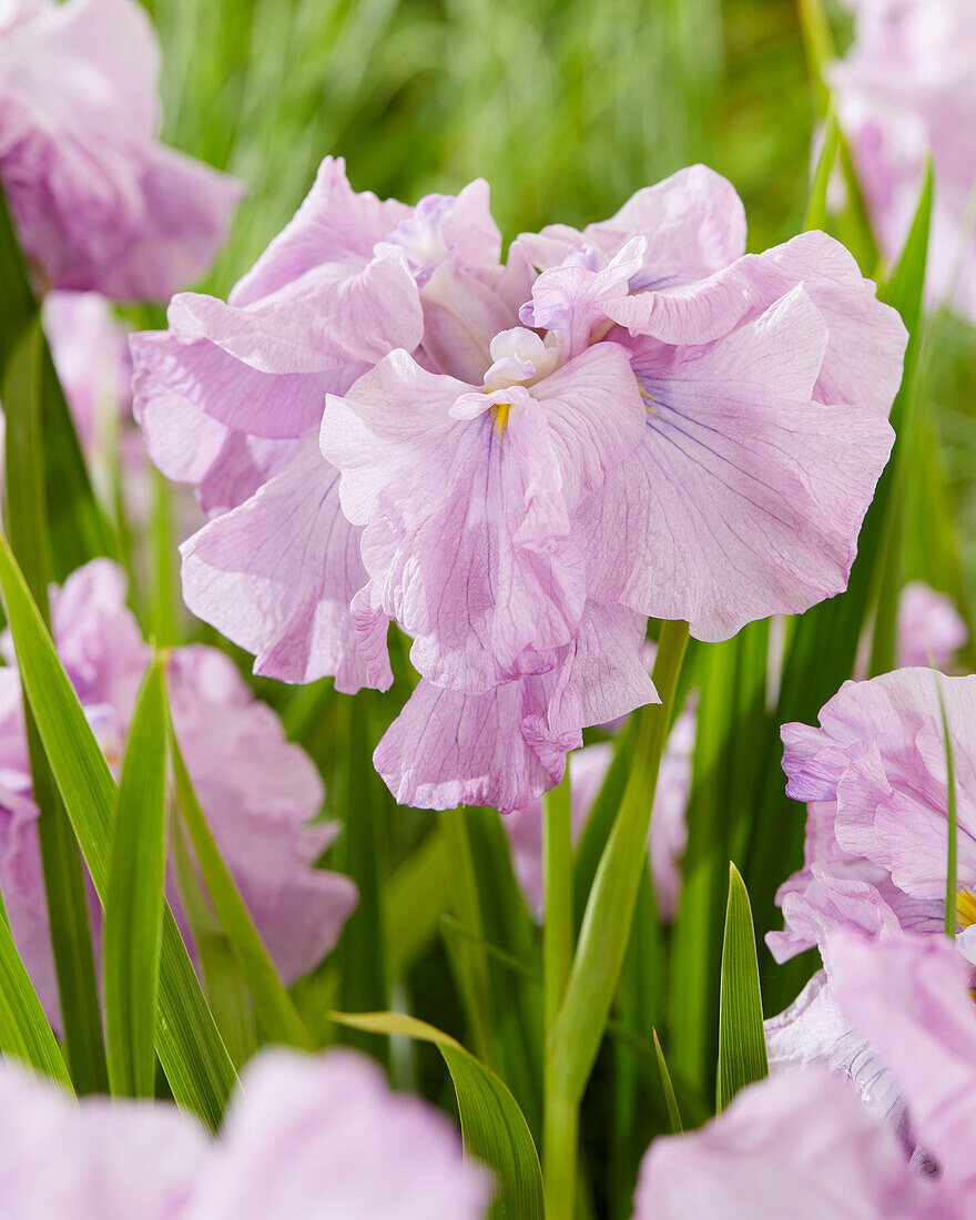 Japanische Sumpf-Schwertlilie (Iris ensata) 'Dinner Plate Tub Tim Grob'