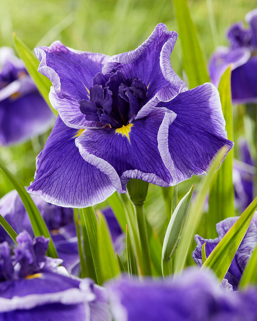 Japanische Sumpf-Schwertlilie (Iris ensata) 'Dinner Plate Blue Moon'