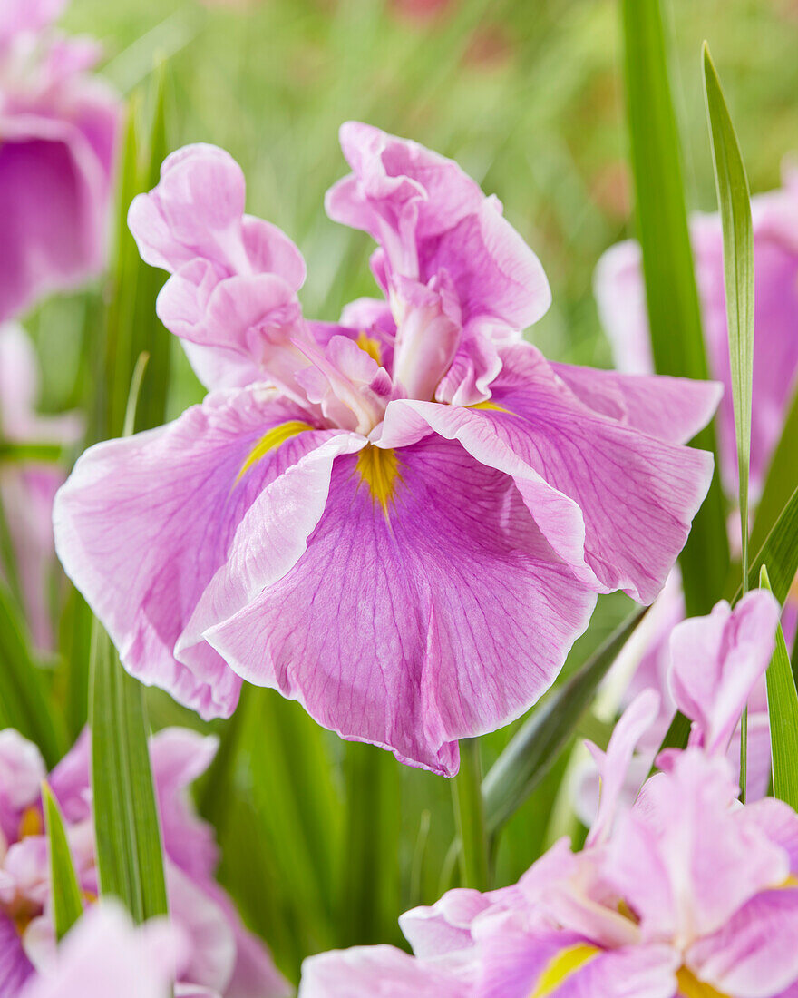 Japanische Sumpf-Schwertlilie (Iris ensata) 'Dinner Plate Pecan Pie'