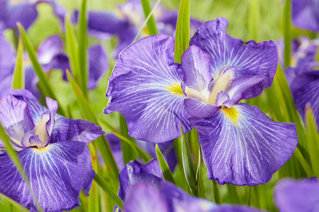 Iris ensata Pleasant Journey