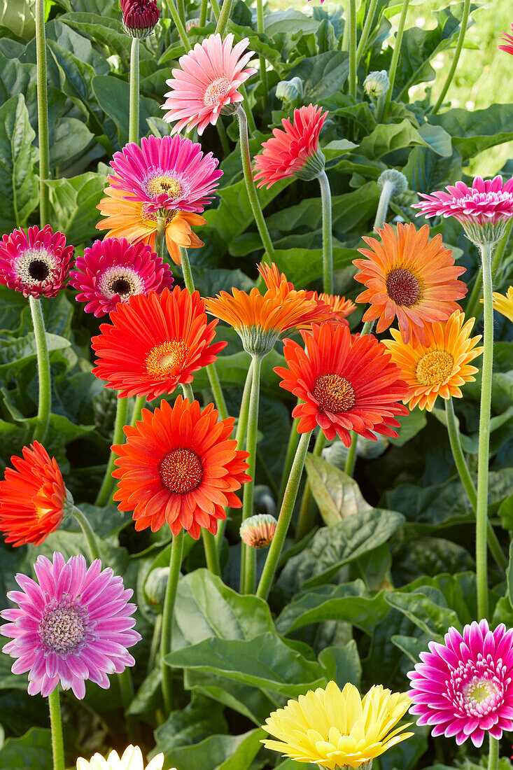 Gerbera mix