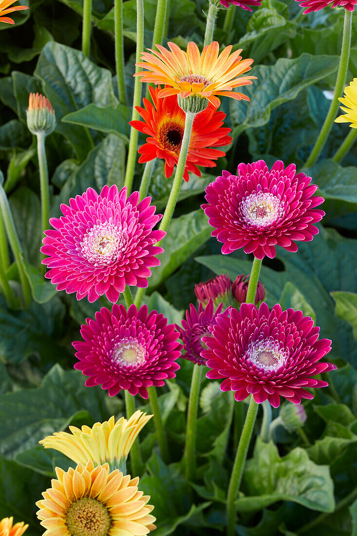 Gerbera mix