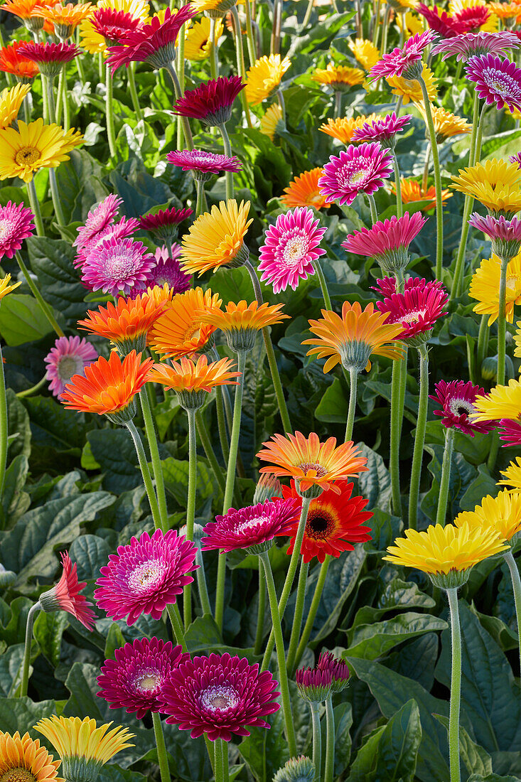 Gerbera mix