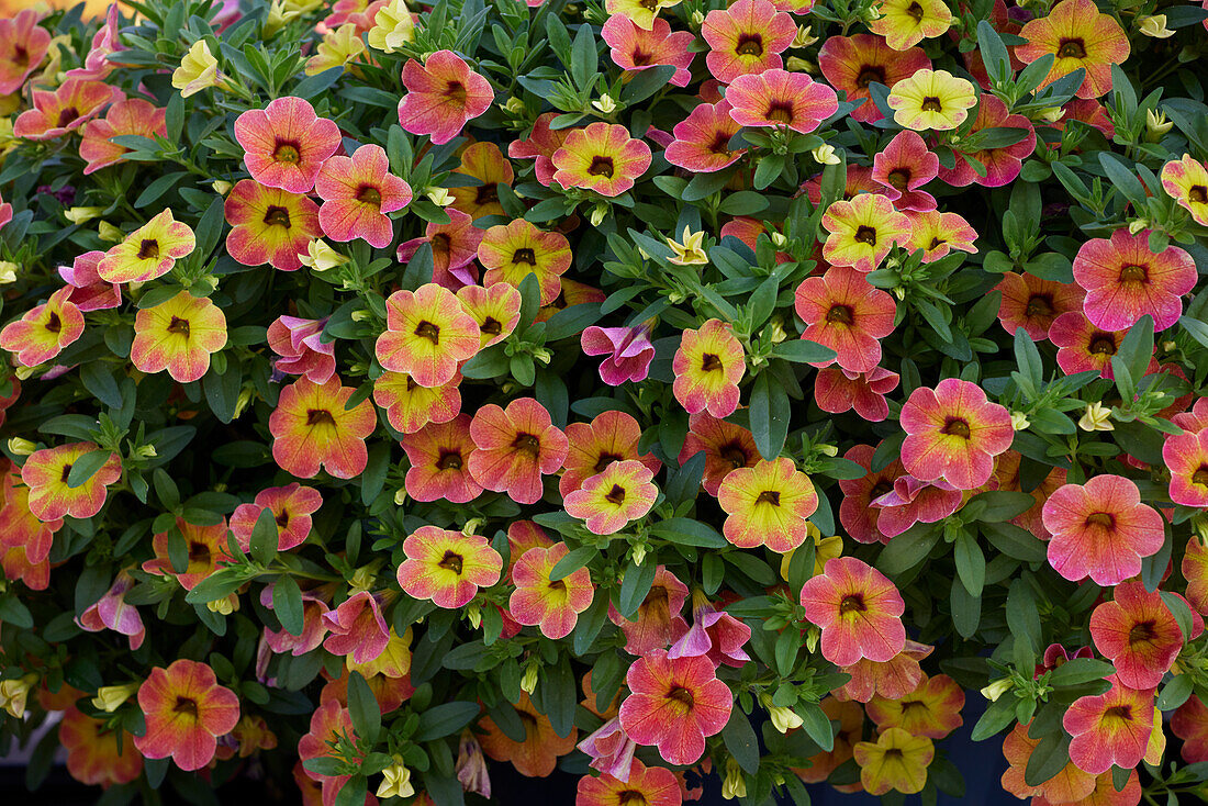 Kleinblütige Petunie (Calibrachoa parviflora) 'Cabaret Special Apricot'