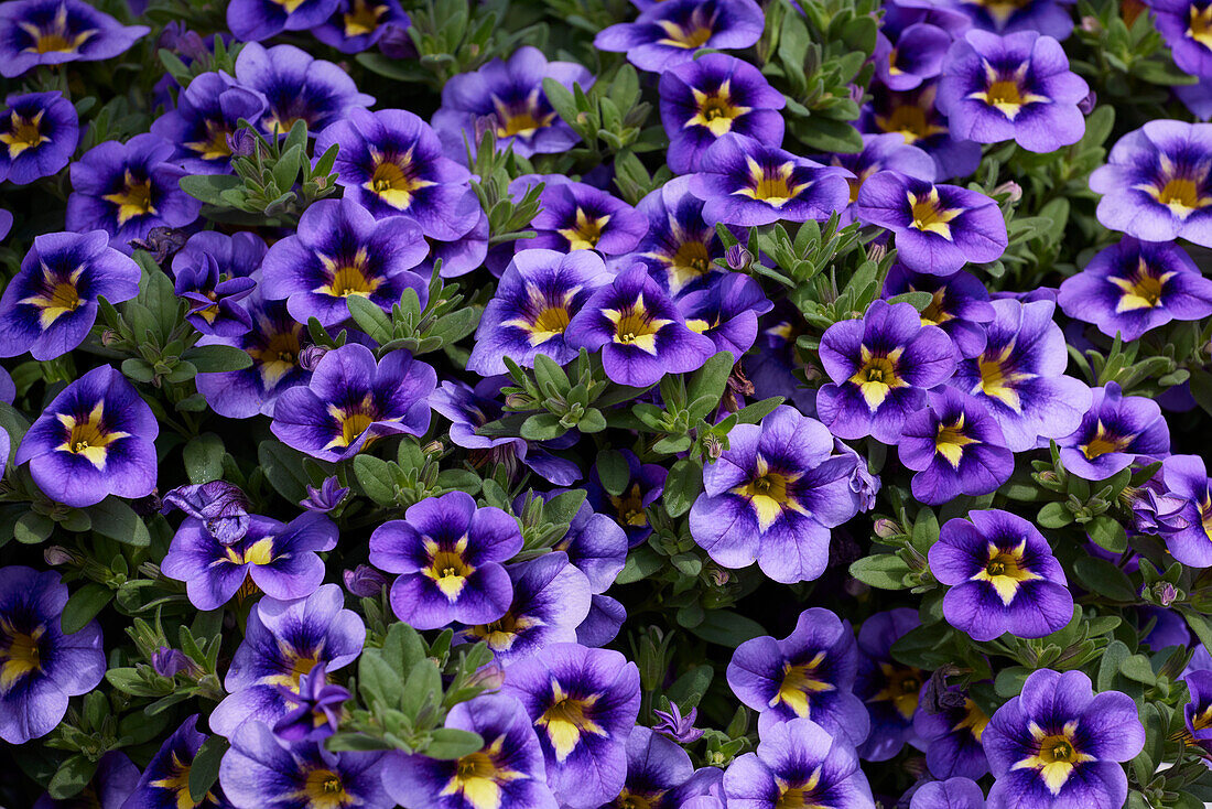 Kleinblütige Petunie (Calibrachoa parviflora) 'Cabaret Special Bumble Bee Blue'