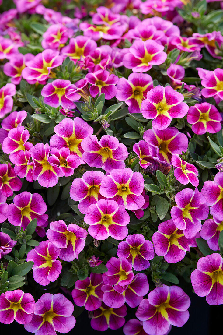 Calibrachoa parviflora Conga Pink Star