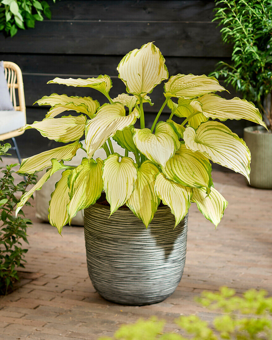 Hosta First Dance