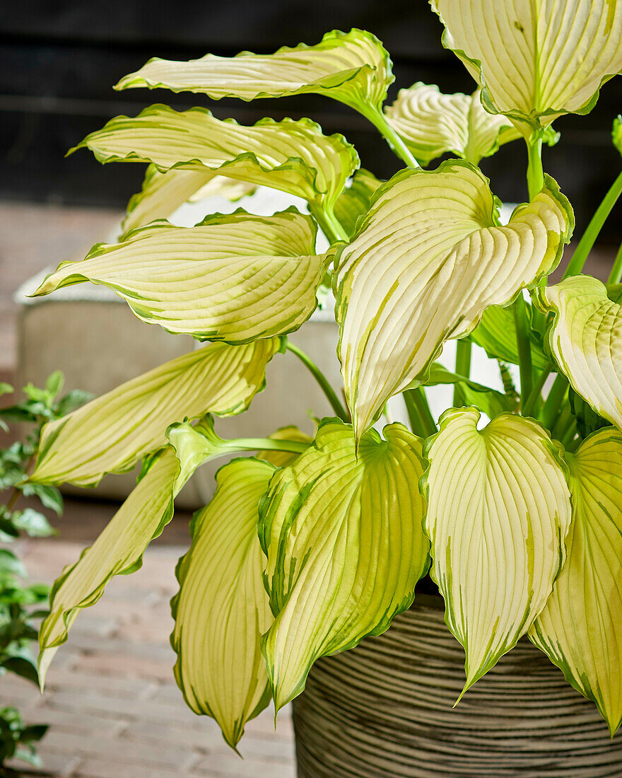 Hosta First Dance