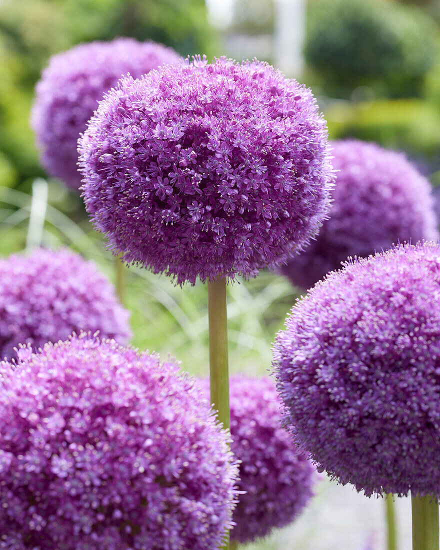 Allium giganteum