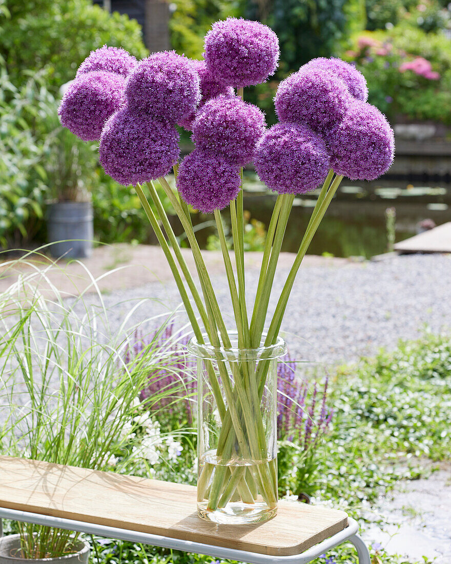 Allium giganteum